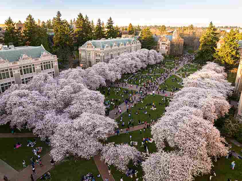 Cherry Blossoms
